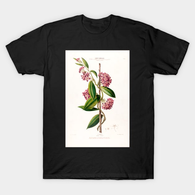 Hoya carnosa - botanical illustration T-Shirt by chimakingthings